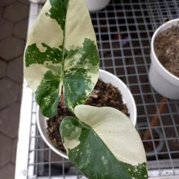 Alocosia Machoriza Variegata albo