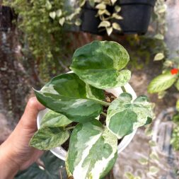 Epipremneum Njoy