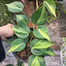 Philodendron Brazil