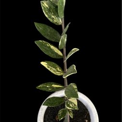Zamiaculcas Variegated