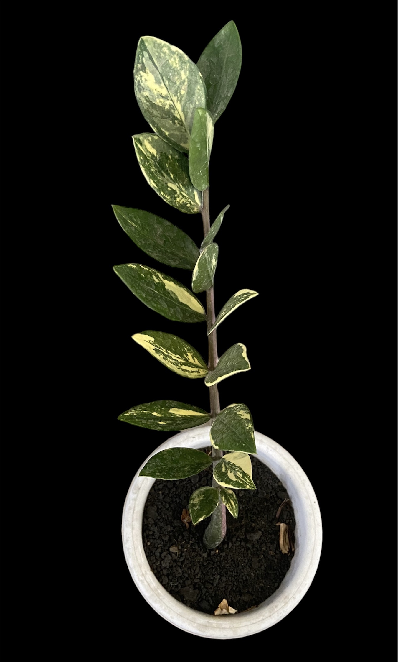 Zamiaculcas Variegated Zamiaculcas Variegated